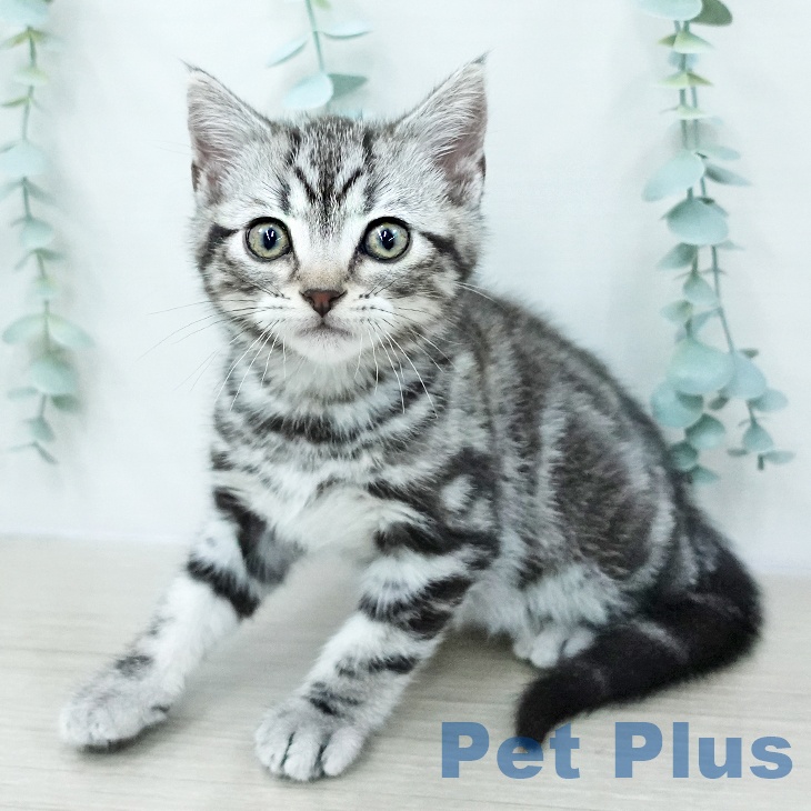 アメリカンショートヘア