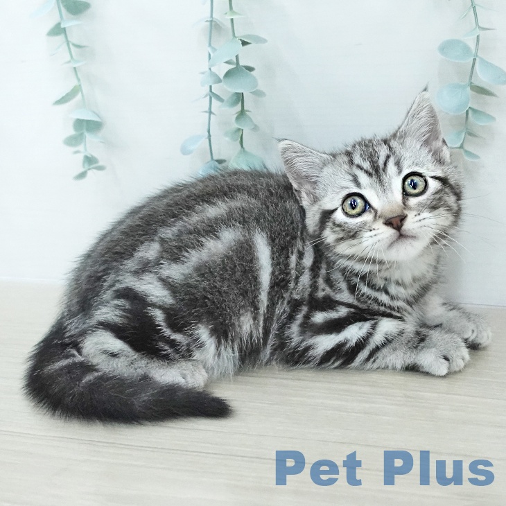 アメリカンショートヘアの写真2