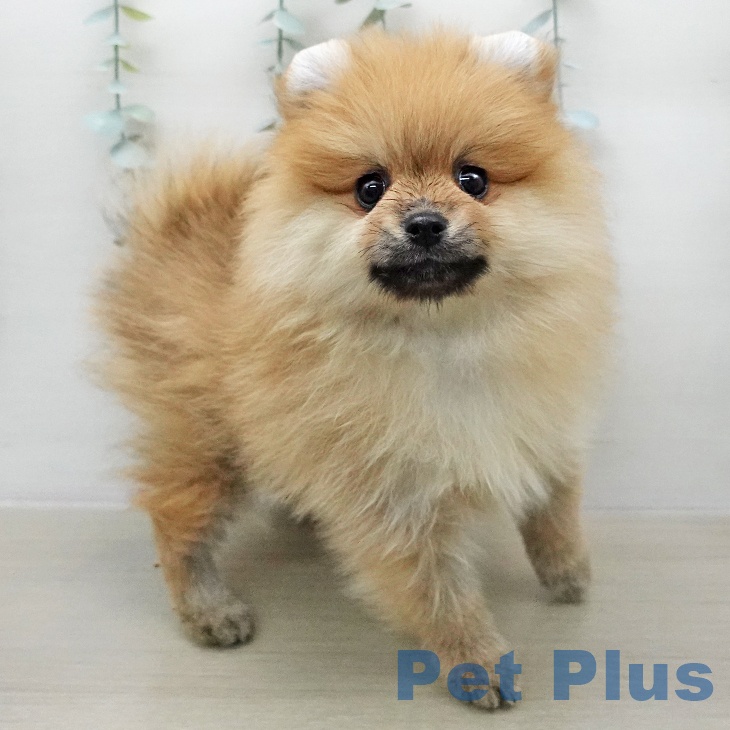 ポメラニアンの写真2