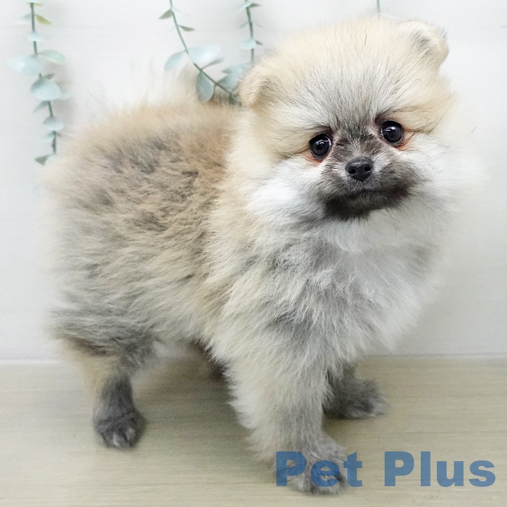 ポメラニアンの写真2