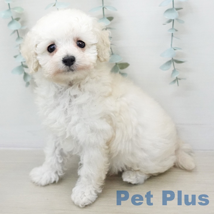 トイ・プードル