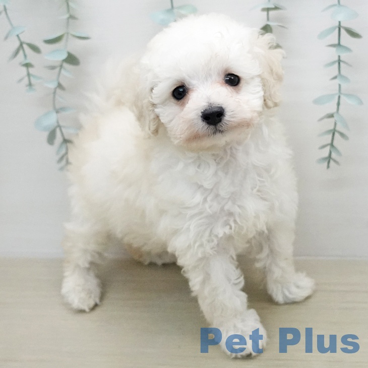 トイ・プードルの写真2