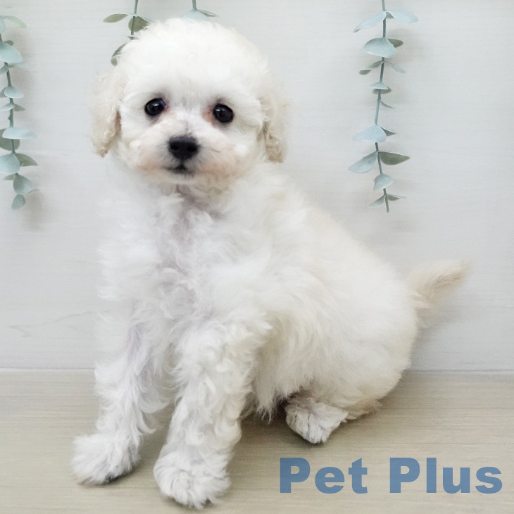 トイ・プードル