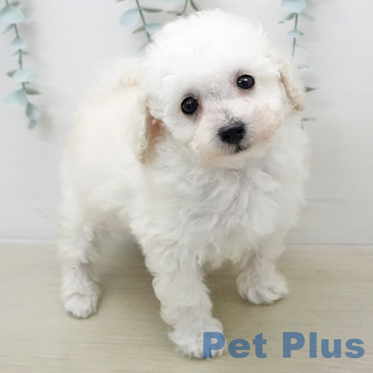 トイ・プードルの写真2