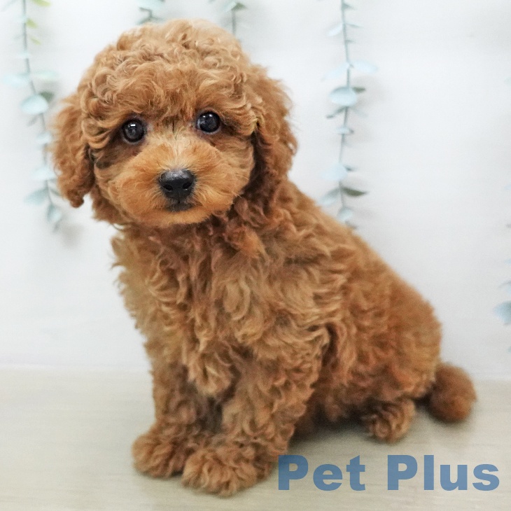 トイ・プードル