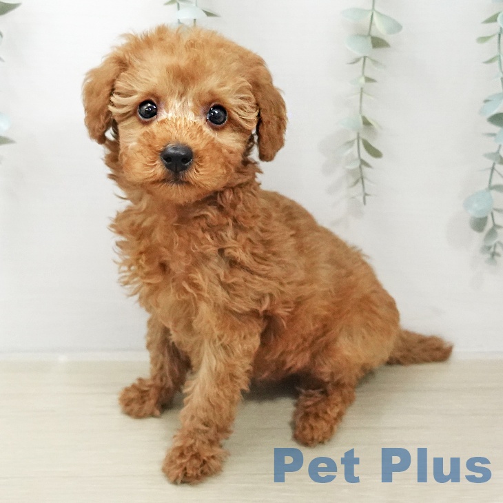 トイ・プードル