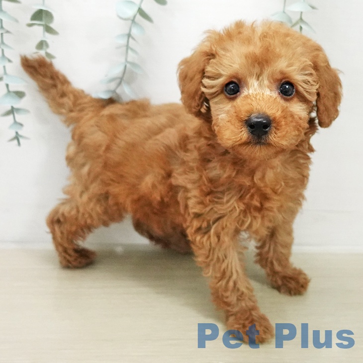 トイ・プードルの写真2