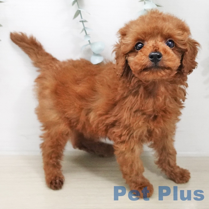 トイ・プードル