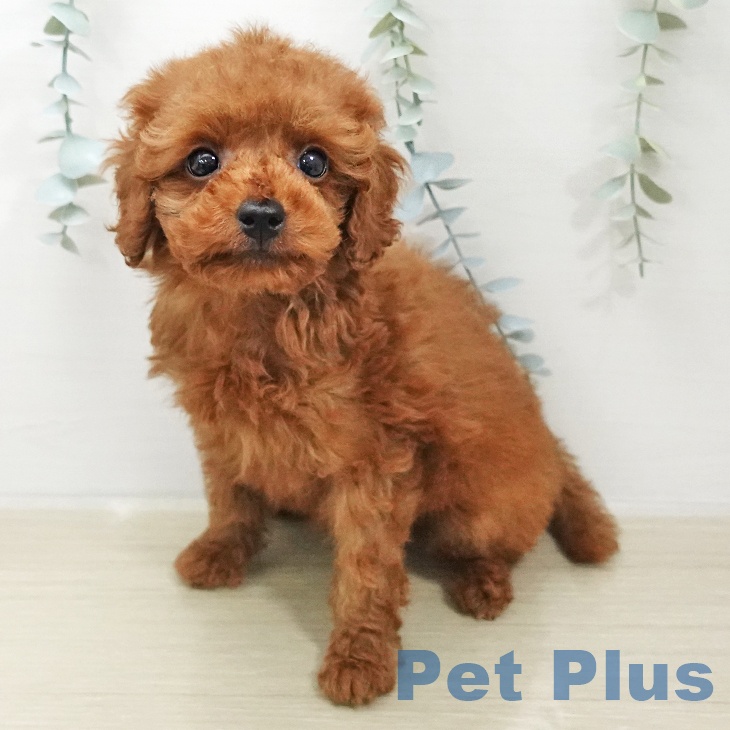 トイ・プードルの写真2