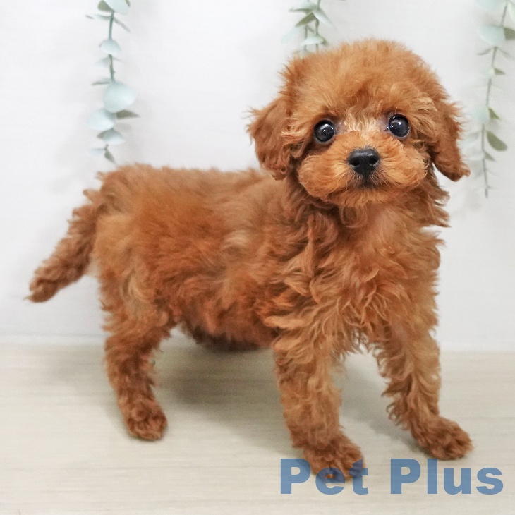 トイ・プードル