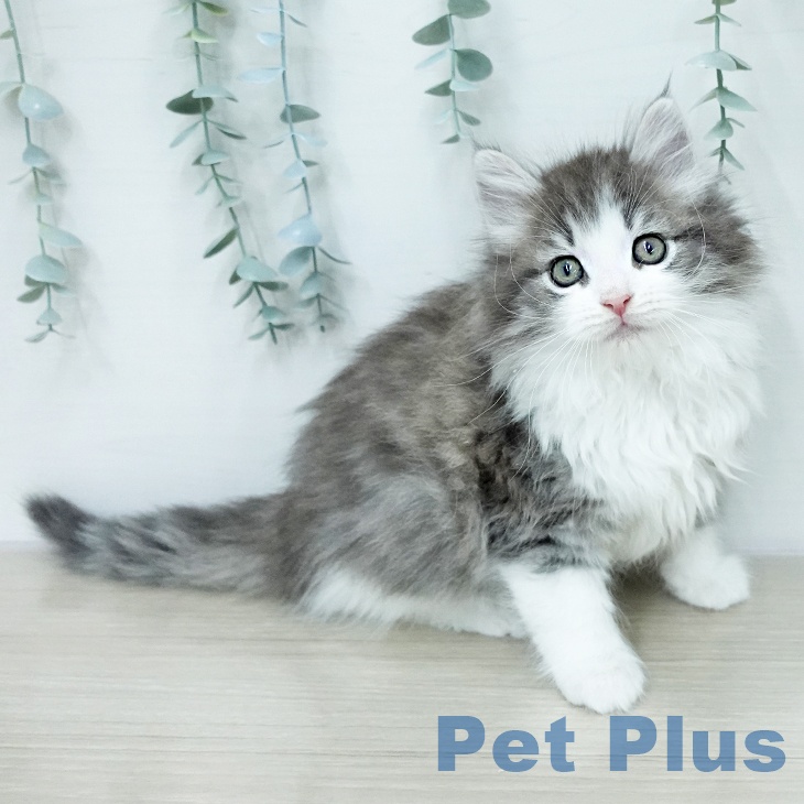 ノルウェージャンフォレストキャット