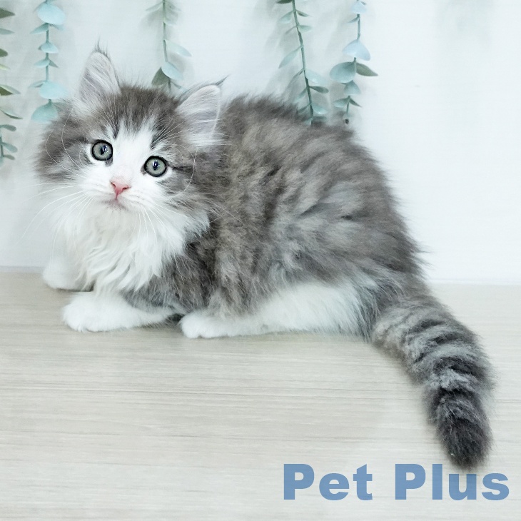 ノルウェージャンフォレストキャットの写真2