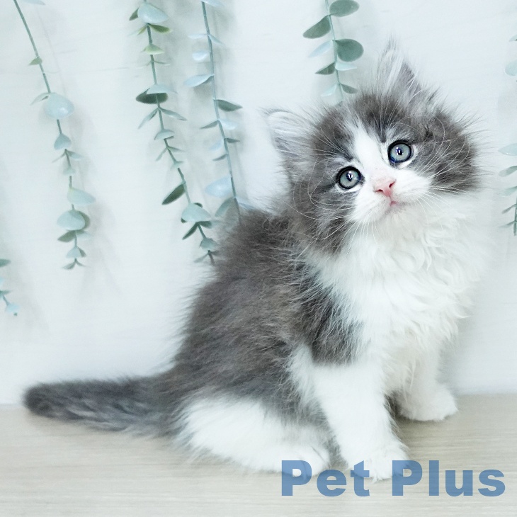 ノルウェージャンフォレストキャットの写真2