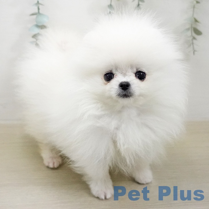 ポメラニアンの写真2