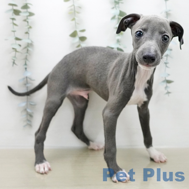 イタリアン・グレーハウンド