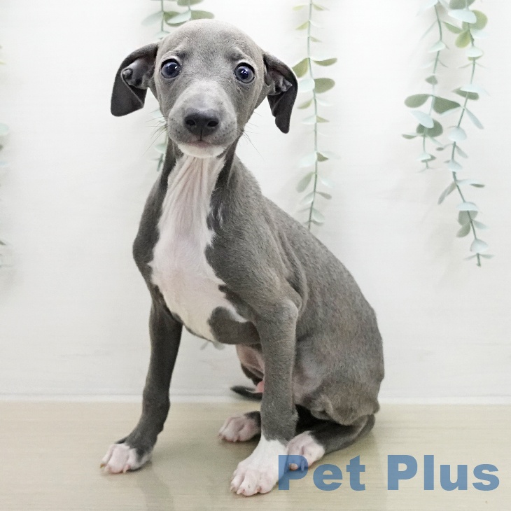 イタリアン・グレーハウンドの写真2