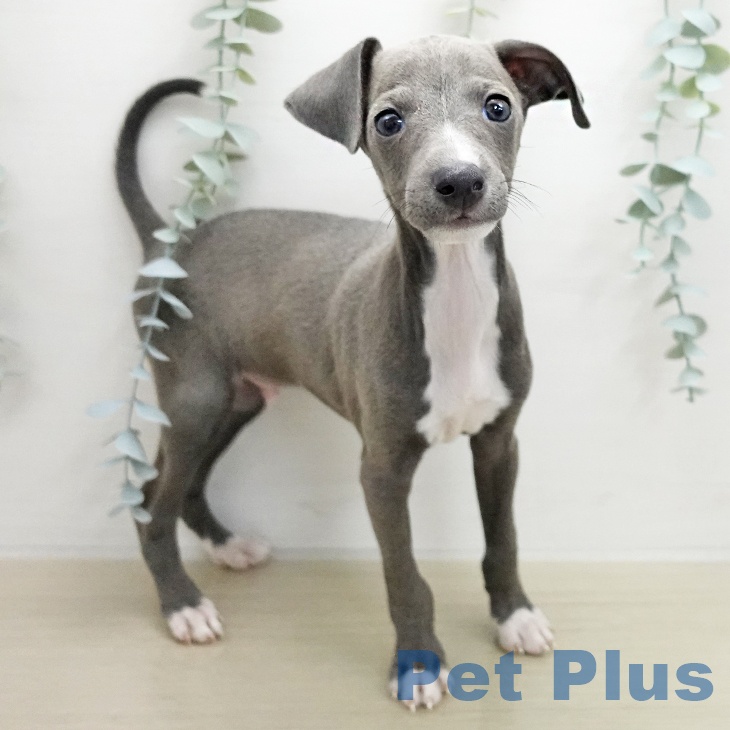 イタリアン・グレーハウンドの写真2