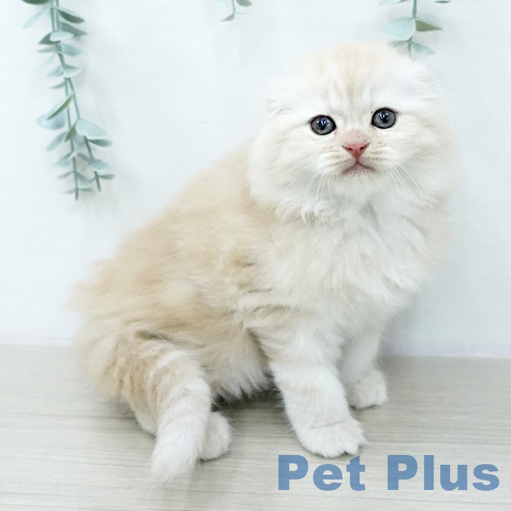 スコティッシュフォールド