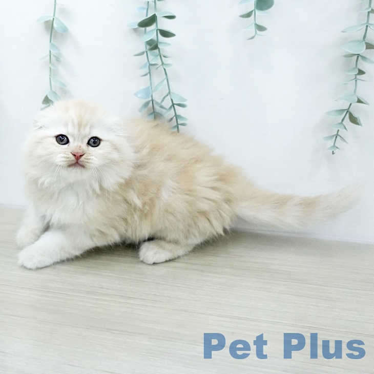 スコティッシュフォールドの写真2