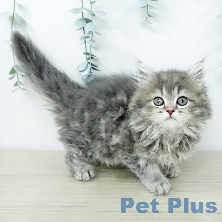 ラガマフィンの写真1