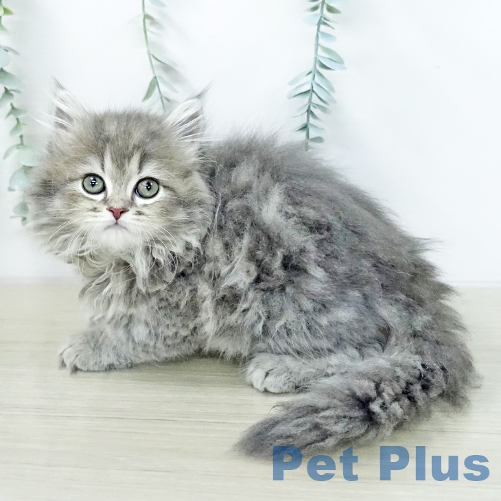 ラガマフィンの写真2