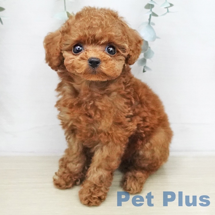 トイ・プードル