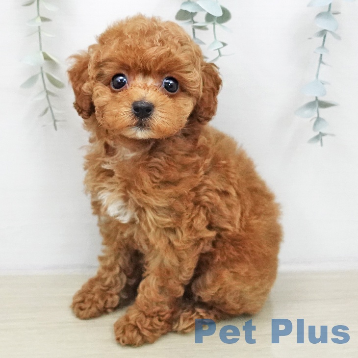 トイ・プードル