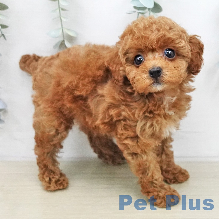 トイ・プードルの写真2