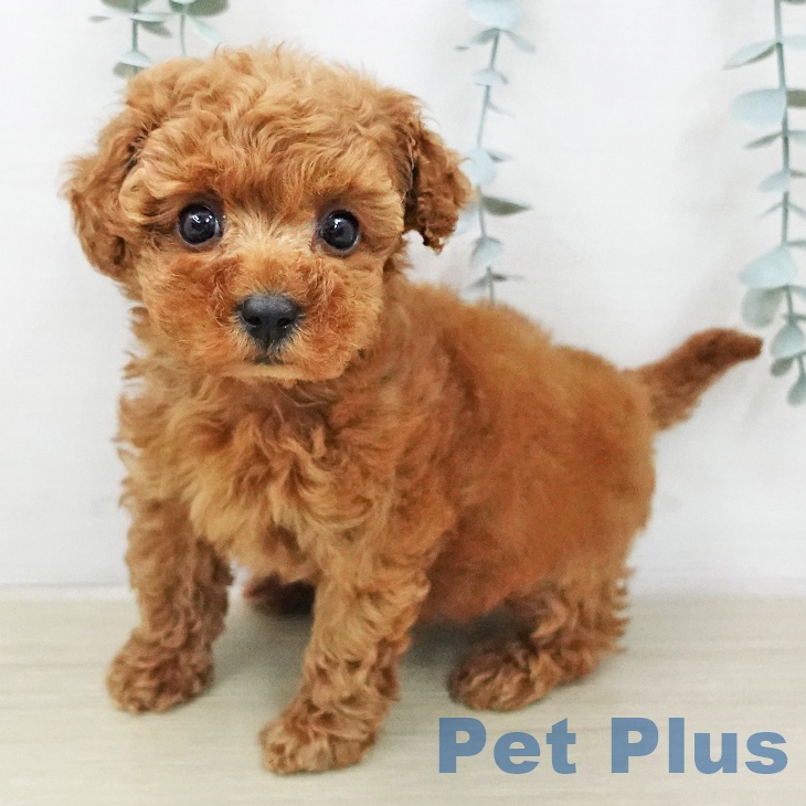 トイ・プードル