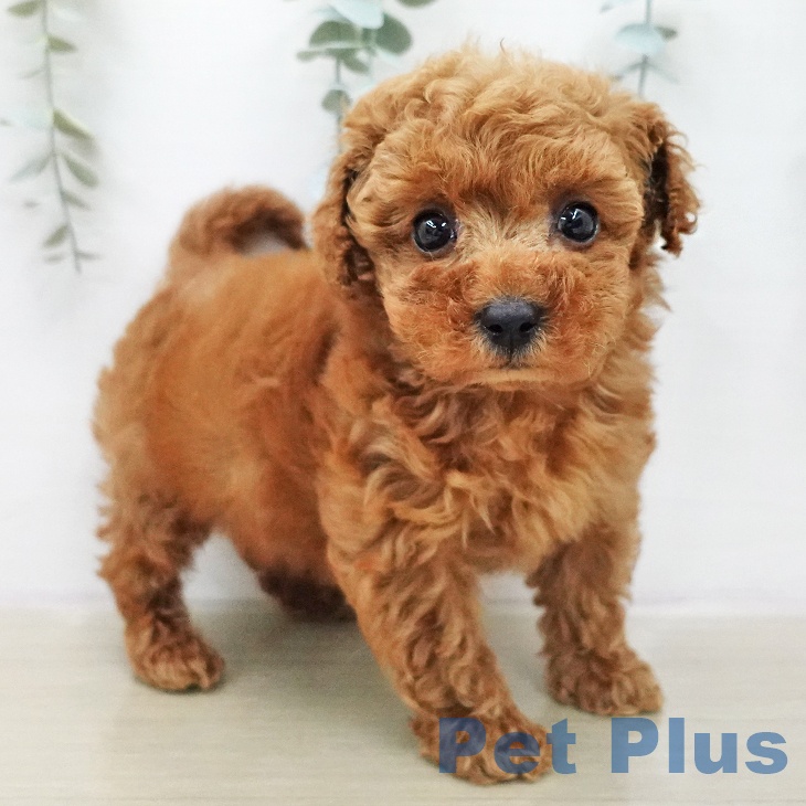 トイ・プードル