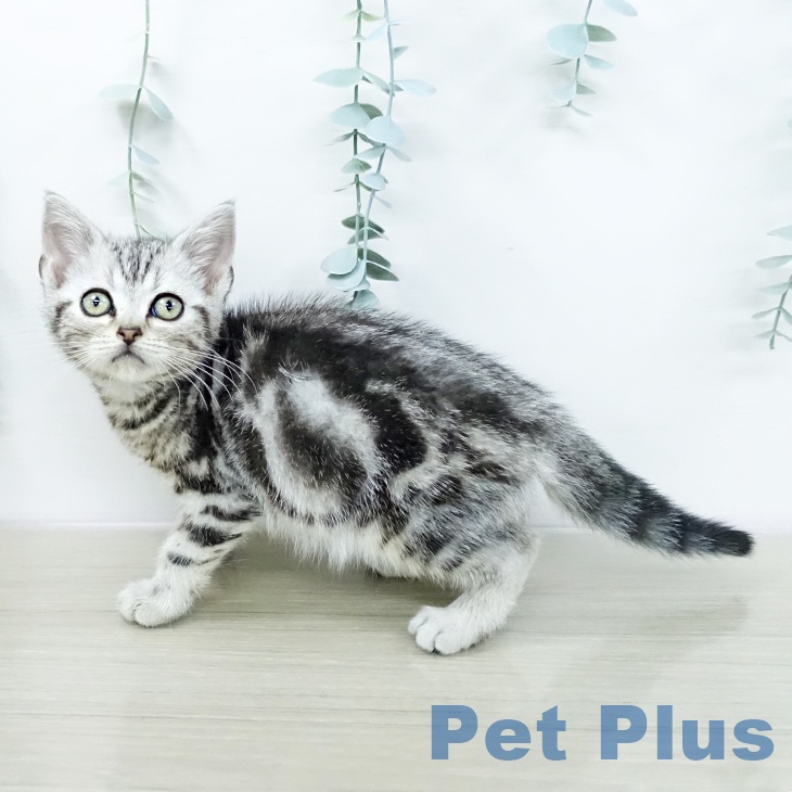 アメリカンショートヘア