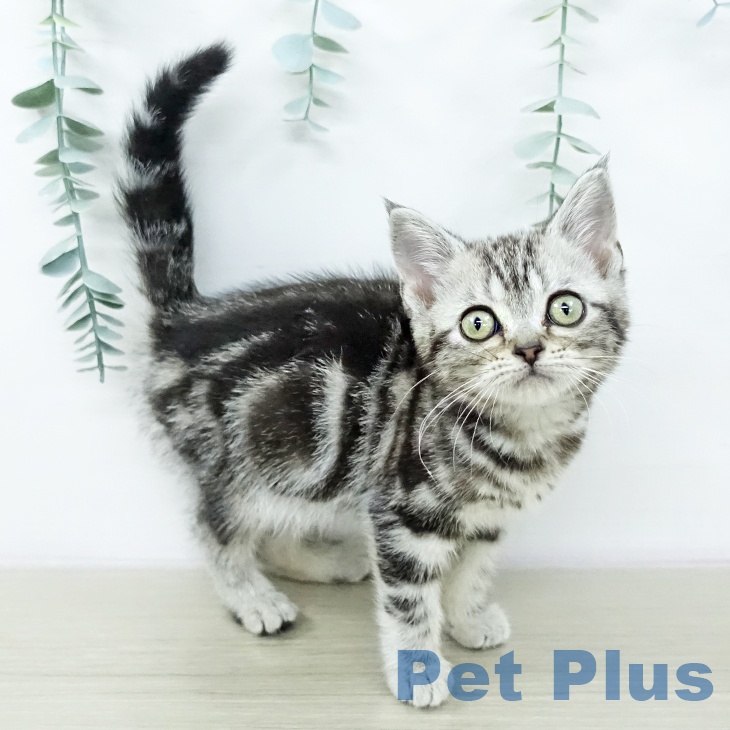 アメリカンショートヘア