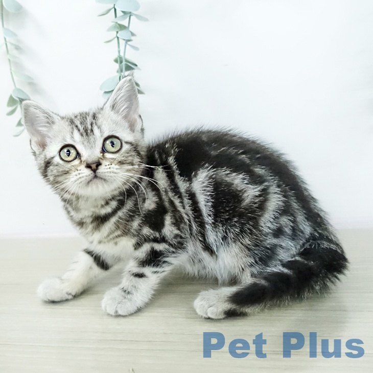 アメリカンショートヘアの写真2