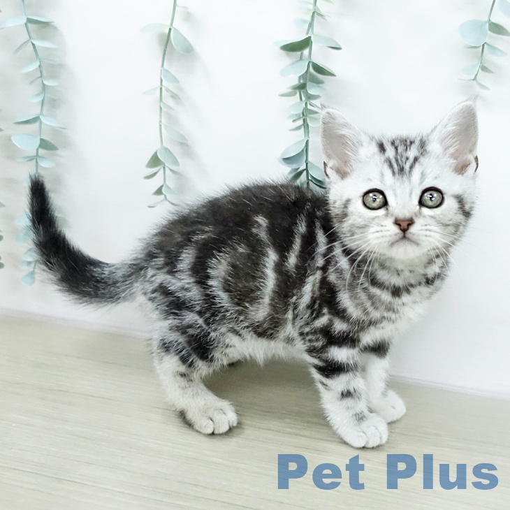 アメリカンショートヘア