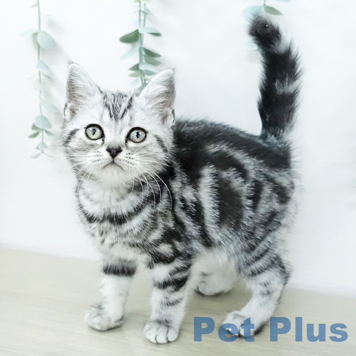 アメリカンショートヘアの写真1