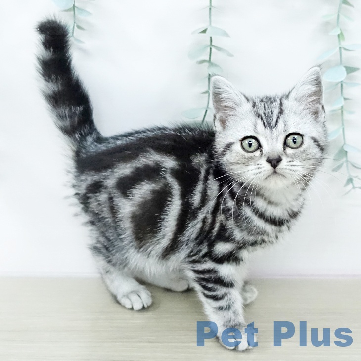 アメリカンショートヘアの写真2