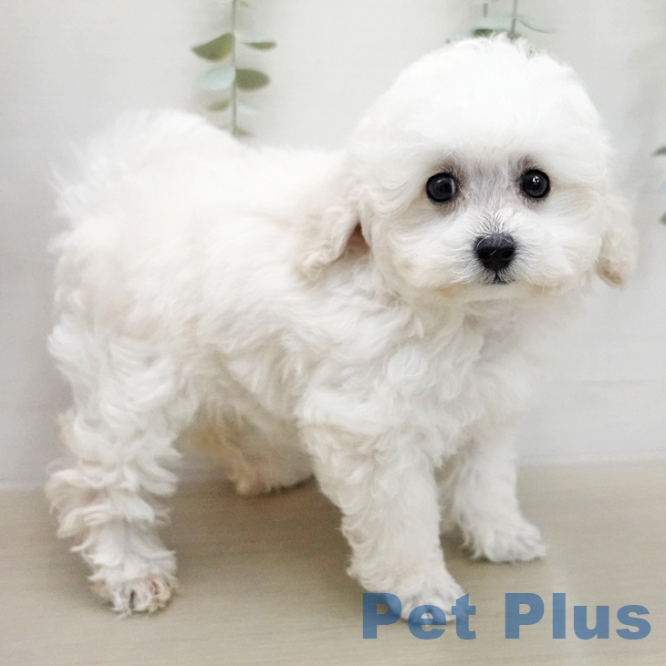 トイ・プードル