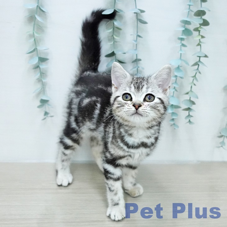 アメリカンショートヘア