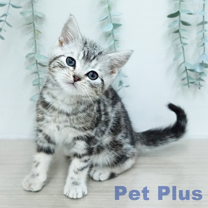 アメリカンショートヘア