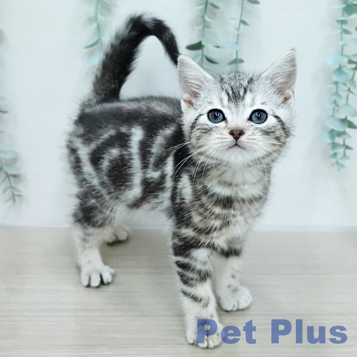 アメリカンショートヘア