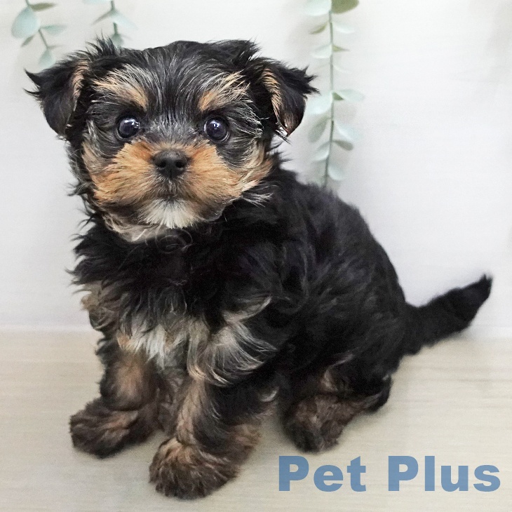 ヨークシャー・テリア