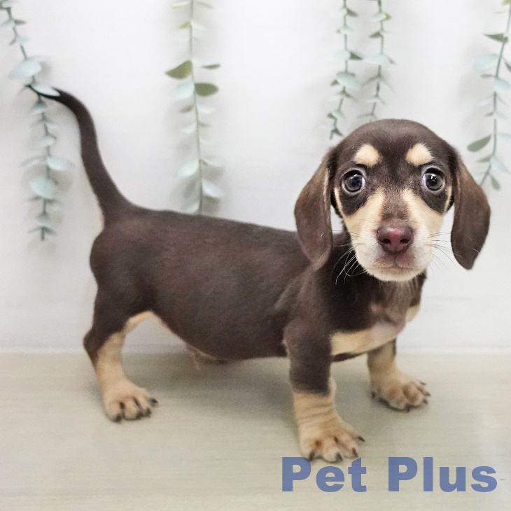 ミニチュア・ダックスフンド