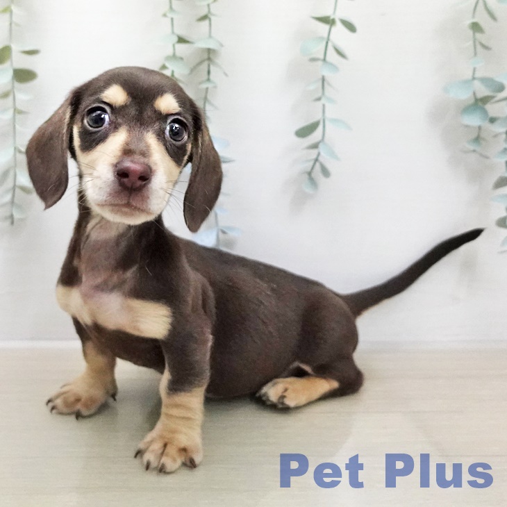 ミニチュア・ダックスフンドの写真2