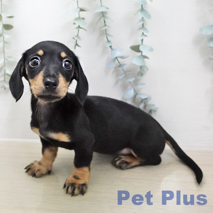 ミニチュア・ダックスフンド