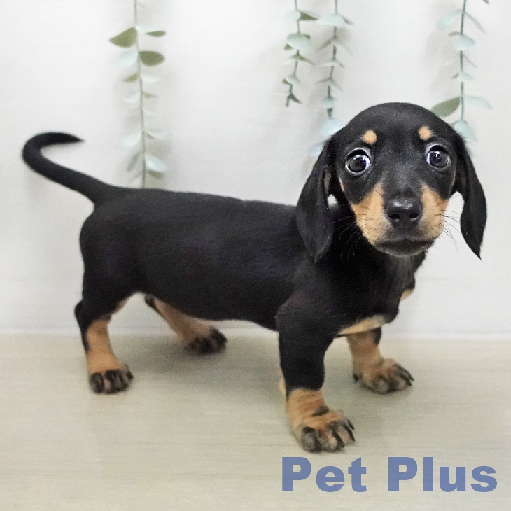 ミニチュア・ダックスフンドの写真2