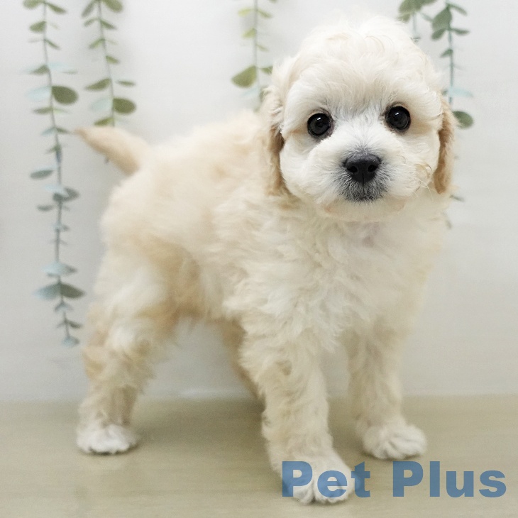 トイ・プードルの写真2