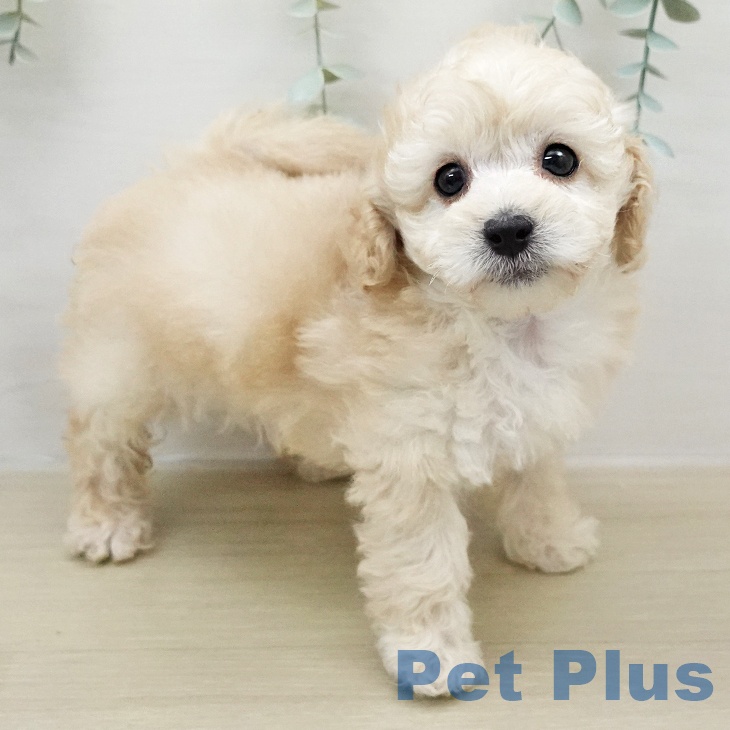 トイ・プードルの写真2