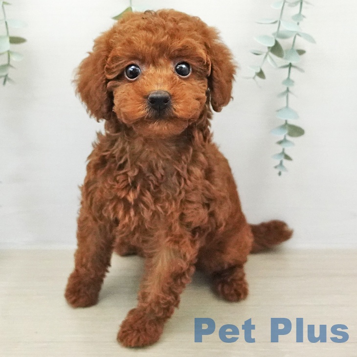 トイ・プードル