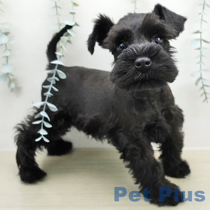 ミニチュア・シュナウザー