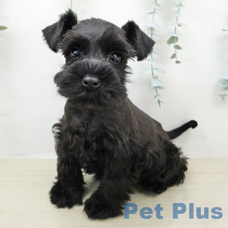 ミニチュア・シュナウザーの写真2